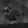 ❤ Эмодзи «❤ Набор эмоджи с птичками» для Telegram