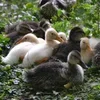 ❤ Эмодзи «❤ Набор эмоджи с птичками» для Telegram