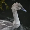 🦢 Эмодзи «❤ Набор эмоджи с птичками» для Telegram