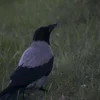 ❤ Эмодзи «❤ Набор эмоджи с птичками» для Telegram