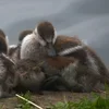 ❤ Эмодзи «❤ Набор эмоджи с птичками» для Telegram