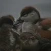 ❤ Эмодзи «❤ Набор эмоджи с птичками» для Telegram