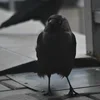 ❤ Эмодзи «❤ Набор эмоджи с птичками» для Telegram