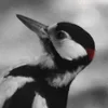 ❤ Эмодзи «❤ Набор эмоджи с птичками» для Telegram