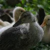 ❤ Эмодзи «❤ Набор эмоджи с птичками» для Telegram