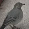 ❤ Эмодзи «❤ Набор эмоджи с птичками» для Telegram