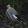 ❤ Эмодзи «❤ Набор эмоджи с птичками» для Telegram