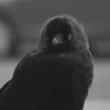 ❤ Эмодзи «❤ Набор эмоджи с птичками» для Telegram