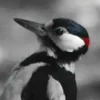 ❤ Эмодзи «❤ Набор эмоджи с птичками» для Telegram