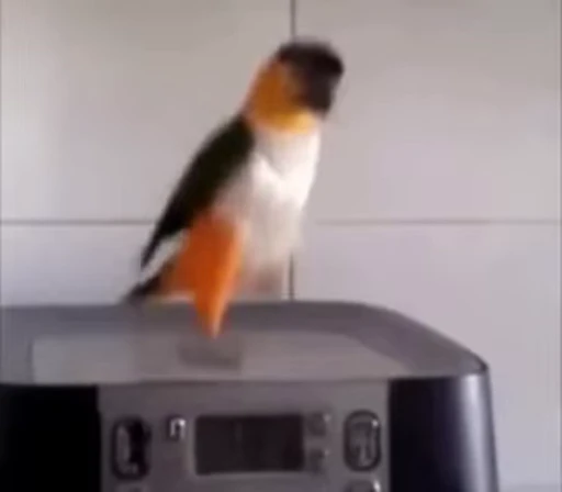 Стикерпак Bird Animation для Telegram — скачать