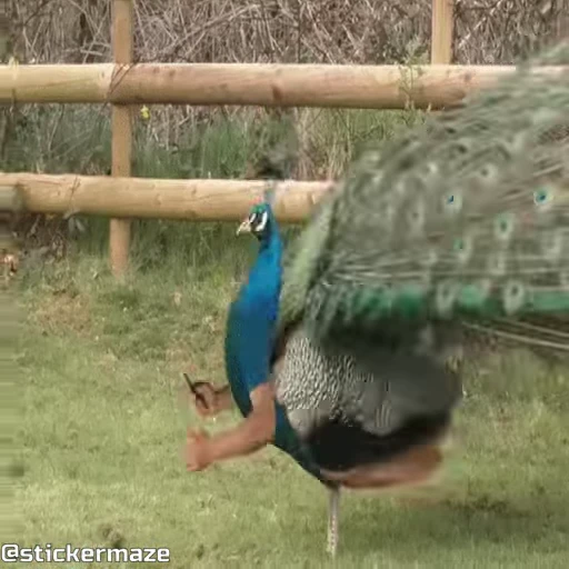😎 Стикер «Birds with arms Птицы с руками» для Telegram