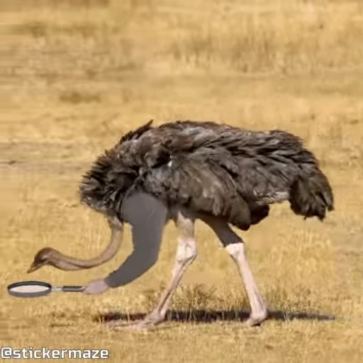 🔍 Стикер «Birds with arms Птицы с руками» для Telegram