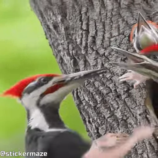 😘 Стикер «Birds with arms Птицы с руками» для Telegram