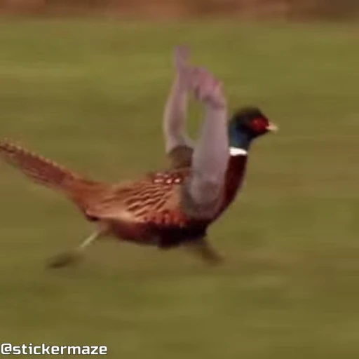 😖 Стикер «Birds with arms Птицы с руками» для Telegram