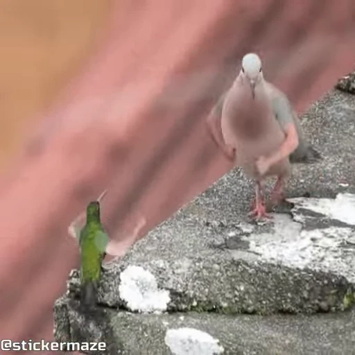 😝 Стикер «Birds with arms Птицы с руками» для Telegram