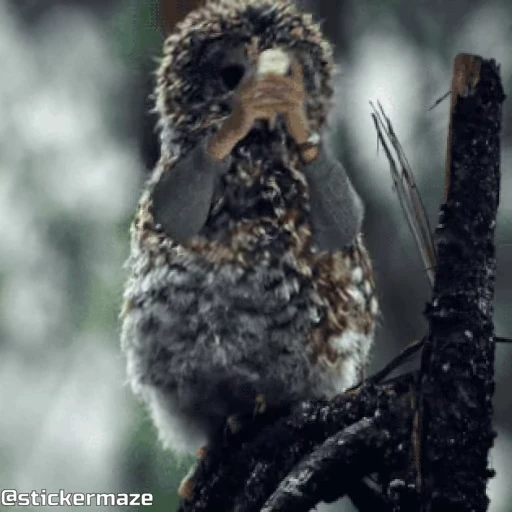 📲 Стикер «Birds with arms Птицы с руками» для Telegram
