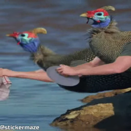 🧹 Стикер «Birds with arms Птицы с руками» для Telegram