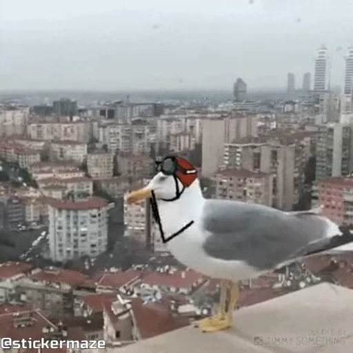 😎 Стикер «Birds with arms Птицы с руками» для Telegram