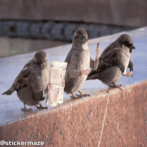 😩 Стикер «Birds with arms Птицы с руками» для Telegram