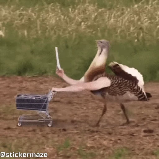 🛒 Стикер «Birds with arms Птицы с руками» для Telegram
