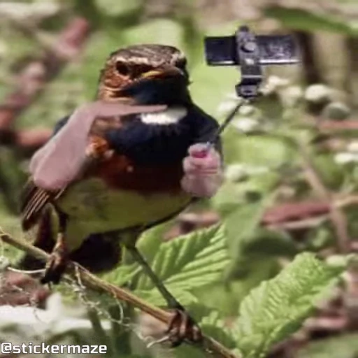 🤳 Стикер «Birds with arms Птицы с руками» для Telegram
