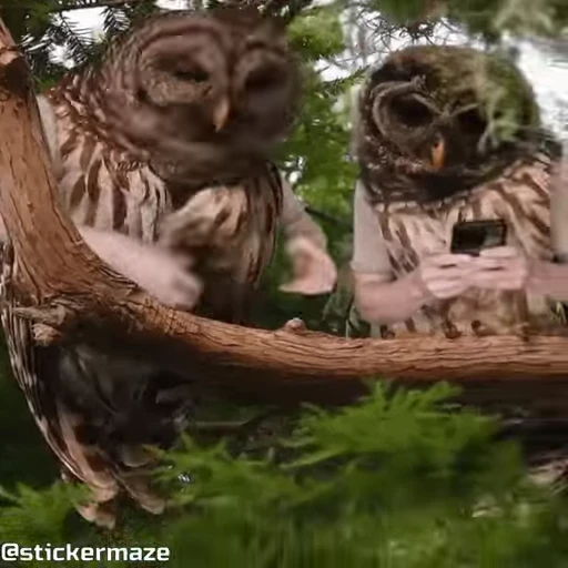 🤳 Стикер «Birds with arms Птицы с руками» для Telegram