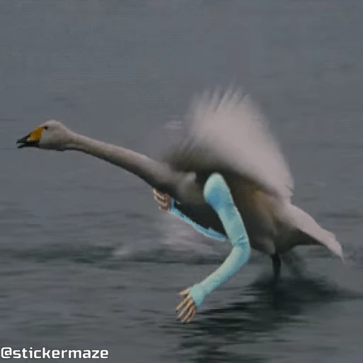 🕊️ Стикер «Birds with arms Птицы с руками» для Telegram