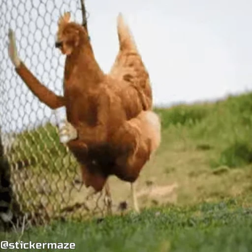 ✋ Стикер «Birds with arms Птицы с руками» для Telegram