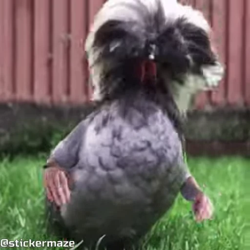 😩 Стикер «Birds with arms Птицы с руками» для Telegram