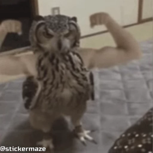 💪 Стикер «Birds with arms Птицы с руками» для Telegram