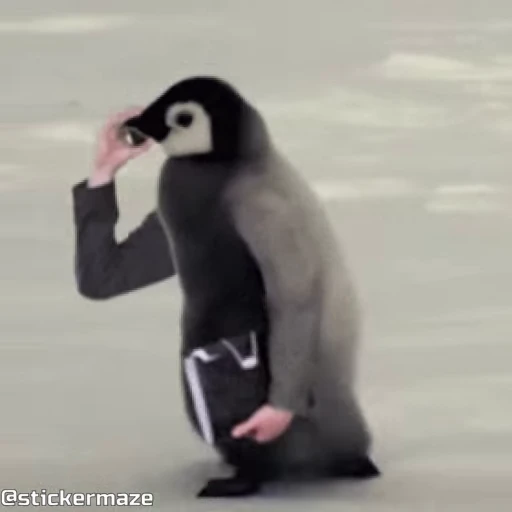 🐧 Стикер «Birds with arms Птицы с руками» для Telegram