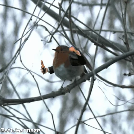 🍾 Стикер «Birds with arms Птицы с руками» для Telegram