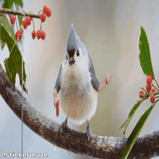 🏓 Стикер «Birds with arms Птицы с руками» для Telegram
