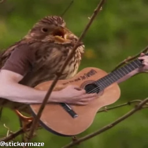 🎸 Стикер «Birds with arms Птицы с руками» для Telegram