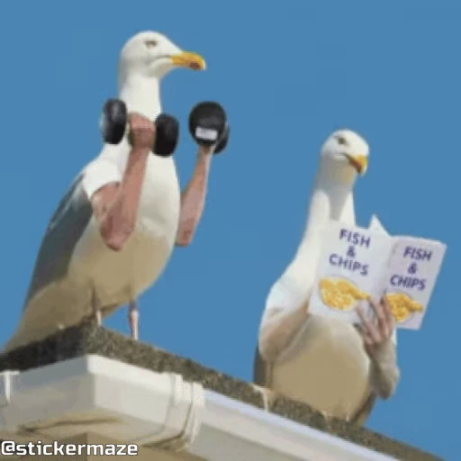 🏋️ Стикер «Birds with arms Птицы с руками» для Telegram