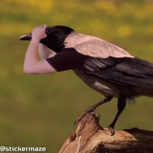 🔭 Стикер «Birds with arms Птицы с руками» для Telegram