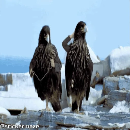 🥱 Стикер «Birds with arms Птицы с руками» для Telegram