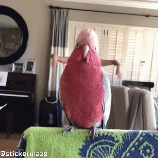 🥴 Стикер «Birds with arms Птицы с руками» для Telegram