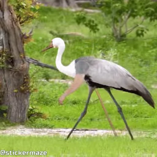 👋 Стикер «Birds with arms Птицы с руками» для Telegram
