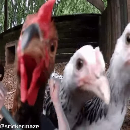 👋 Стикер «Birds with arms Птицы с руками» для Telegram