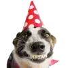 🤩 Эмодзи «С днём рождения #birthday» для Telegram