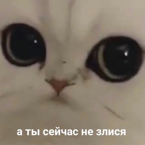 🥺 Стикер «сучьи стикеры» для Telegram