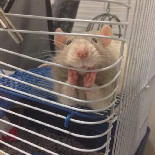 🐀 Стикер «сучьи стикеры» для Telegram