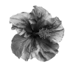 🤩 Эмодзи «Black» для Telegram