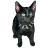 🐈‍⬛ Эмодзи «Чб Еще» для Telegram