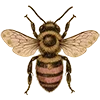 🐝 Эмодзи «Black And Gold» для Telegram