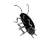 🪳 Эмодзи «black #color #black» для Telegram