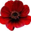🤩 Эмодзи «Blackred» для Telegram