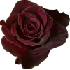 🤩 Эмодзи «Blackred» для Telegram