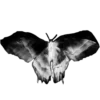 🦋 Эмодзи «🧸 Black - черный эстетик» для Telegram
